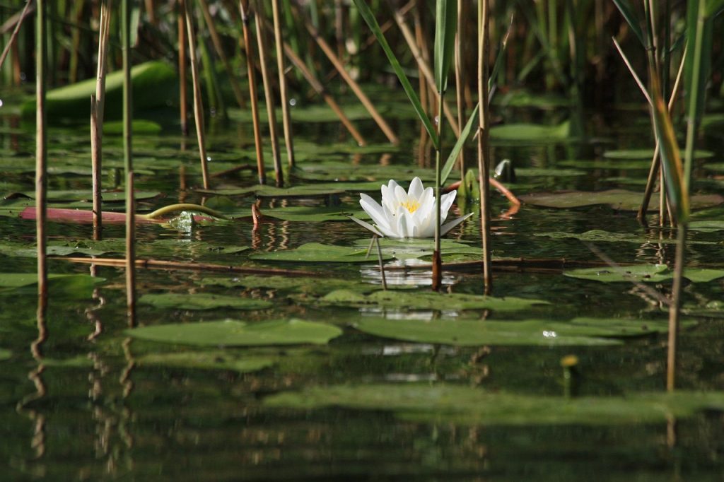 kaczeniec, flower, wo-4298633.jpg